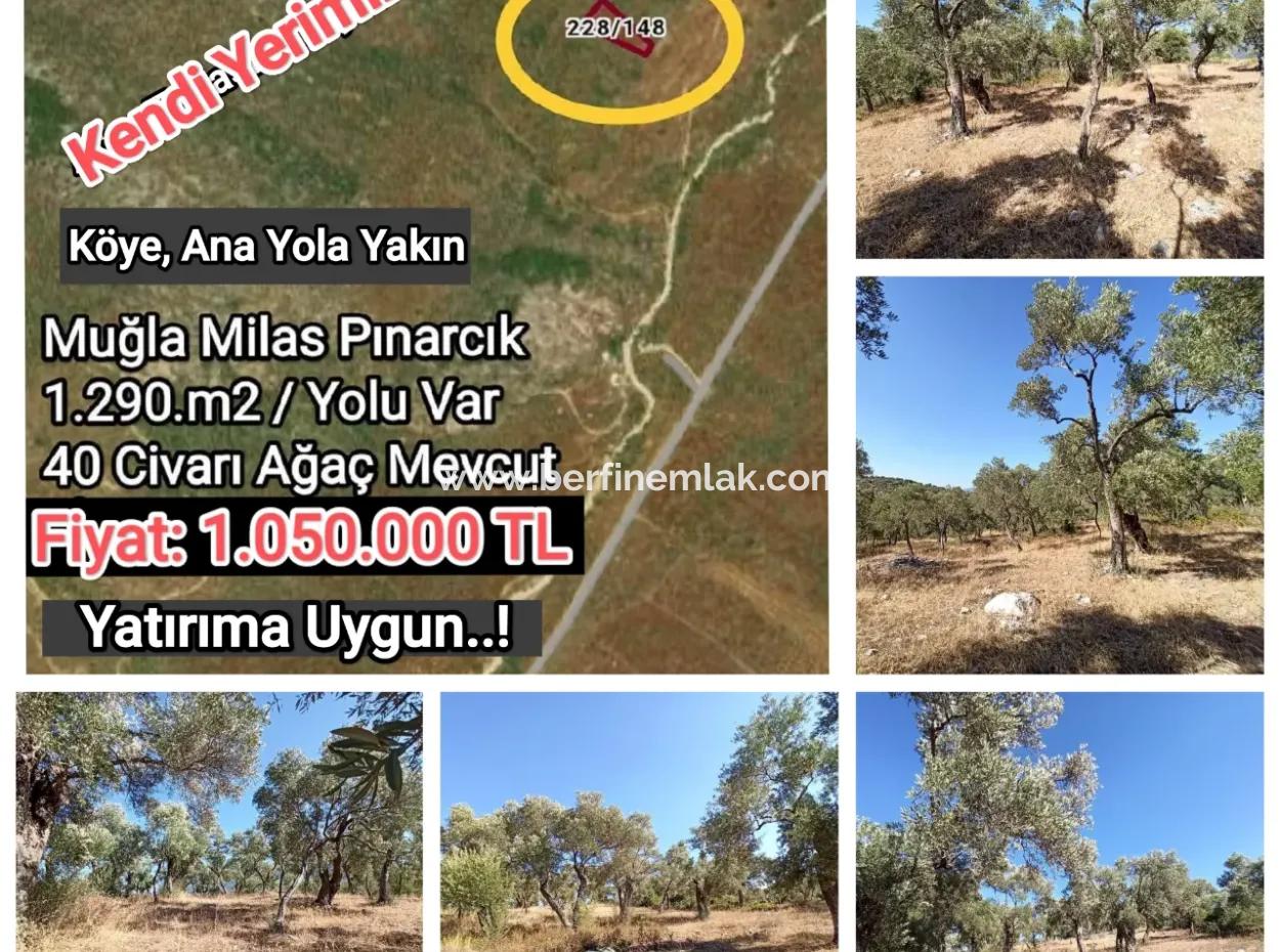 Olive Grove For Sale In Mugla Milasta At An Affordable Price