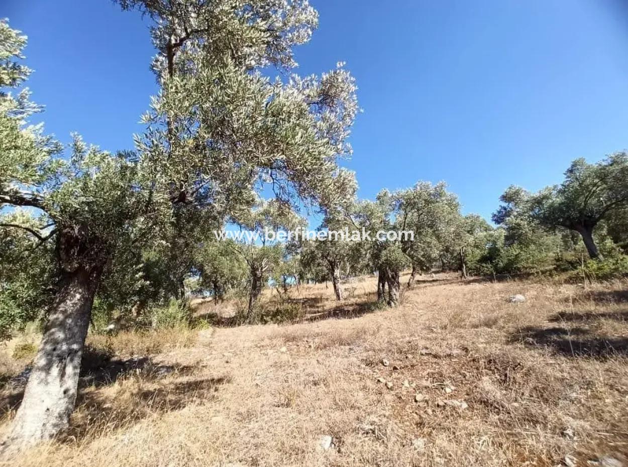 Olive Grove For Sale In Mugla Milasta At An Affordable Price