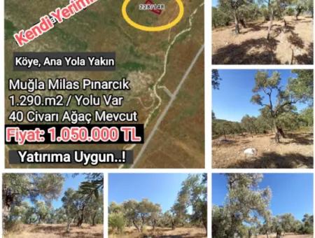 Olive Grove For Sale In Mugla Milasta At An Affordable Price