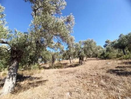 Olive Grove For Sale In Mugla Milasta At An Affordable Price