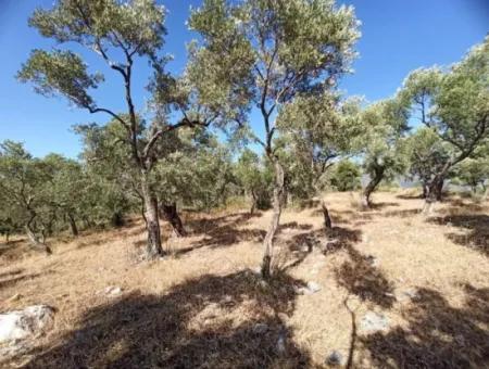 Olive Grove For Sale In Mugla Milasta At An Affordable Price