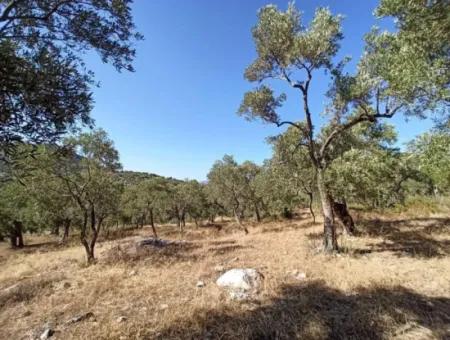 Olive Grove For Sale In Mugla Milasta At An Affordable Price