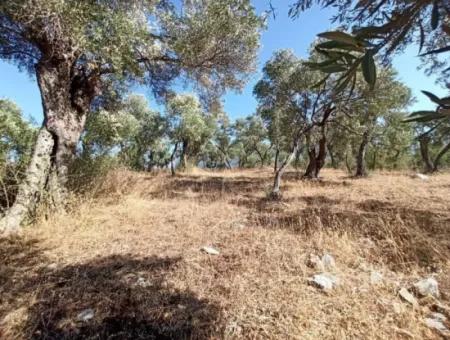 Olive Grove For Sale In Mugla Milasta At An Affordable Price