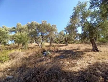 Olive Grove For Sale In Mugla Milasta At An Affordable Price