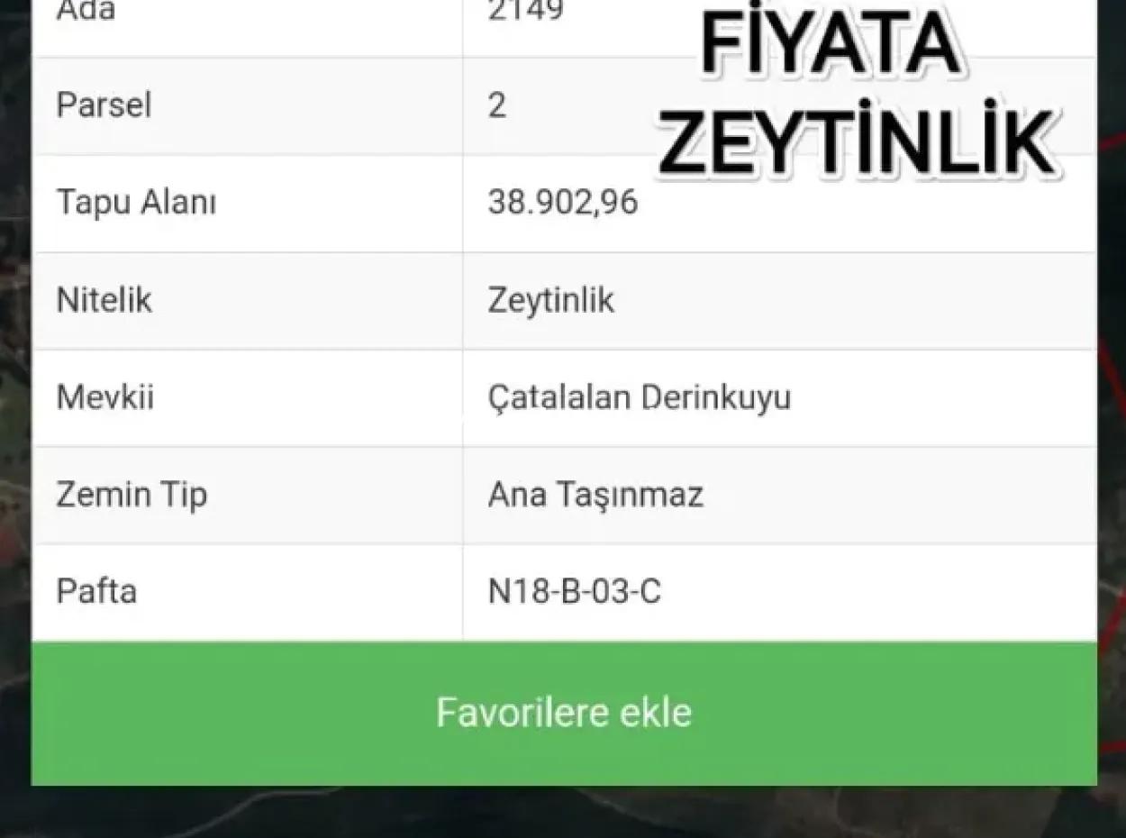 Aydın Akyeniköy Balova Satılık Zeydinlik