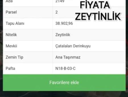 Aydın Akyeniköy Balova Satılık Zeydinlik